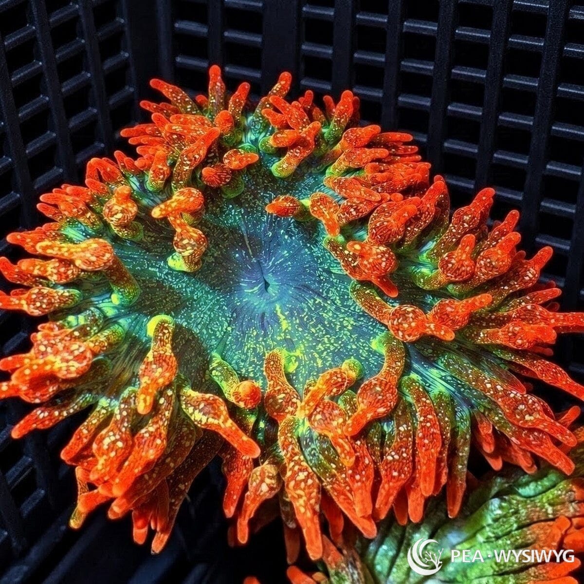 Ultra Sunburst Bubble Tip Anemone (Entacmaea quadricolor) featuring brilliant orange-red bubble-shaped tentacles with cream-colored speckles surrounding a turquoise-green oral disc with fluorescent green markings. WYSIWYG specimen photographed at Pacific East Aquaculture.