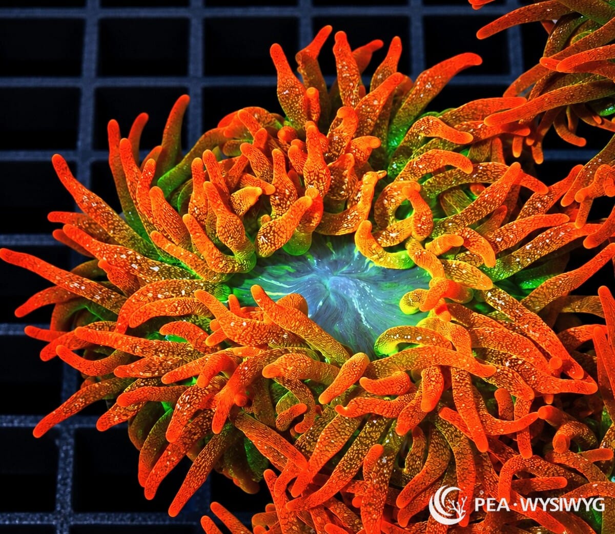 Ultra Sunburst Bubble Tip Anemone (Entacmaea quadricolor) displaying vivid orange-red tentacles with intricate golden-yellow markings, fluorescent green bases, and a brilliant turquoise-blue center. WYSIWYG specimen photographed at Pacific East Aquaculture.