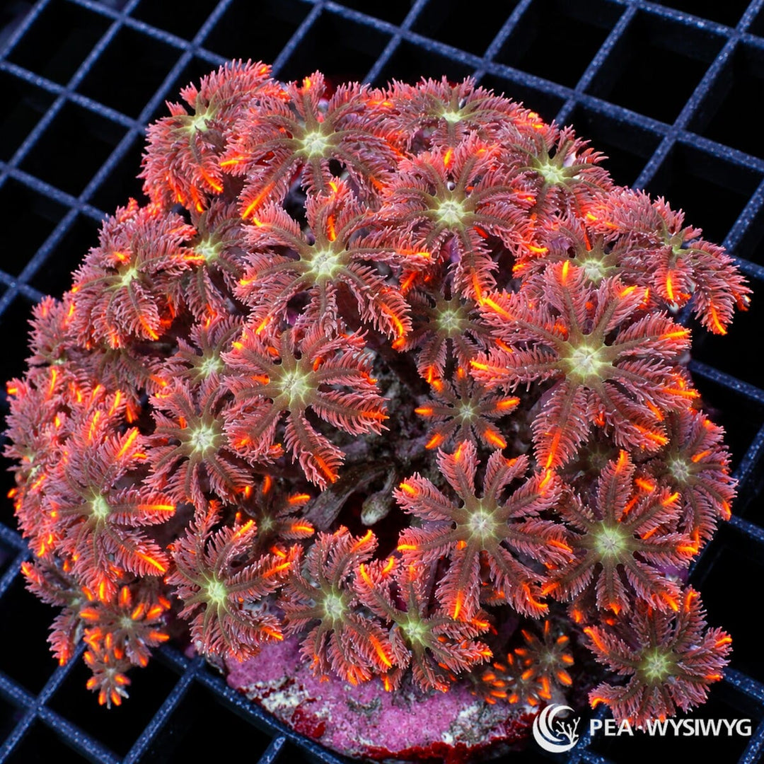 Ultra Volcanic Clove Polyp Clavularia sp. coral colony with rose-purple polyps, pale green centers, and fluorescent orange-red tentacle highlights