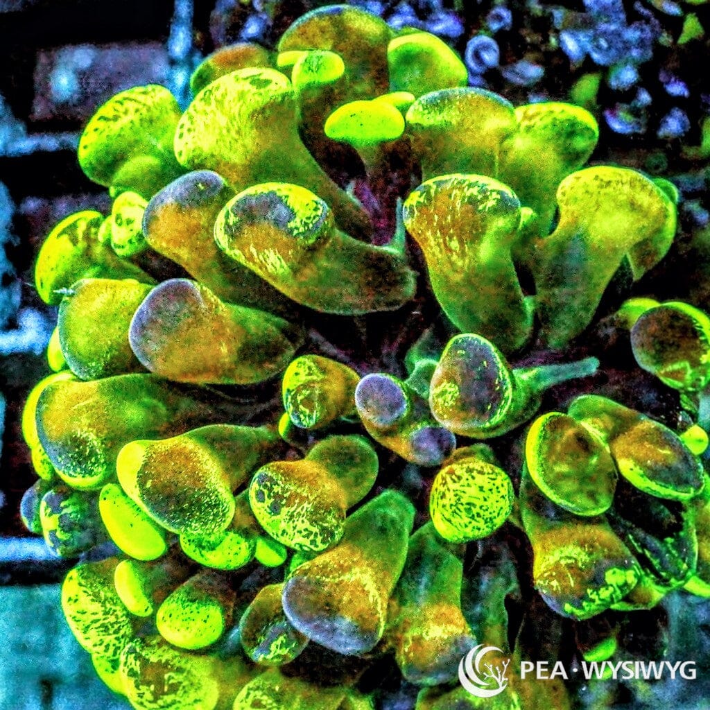 WYSIWYG Branching Hammer - Green Stem Gold tips