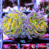 Ultra WYSIWYG Branching Hammer - Multicolor