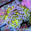 Ultra WYSIWYG Branching Hammer - Purple Tip Lime