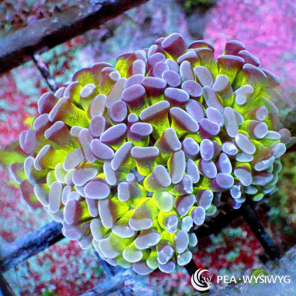 Ultra WYSIWYG Branching Hammer - Purple Tip Lime