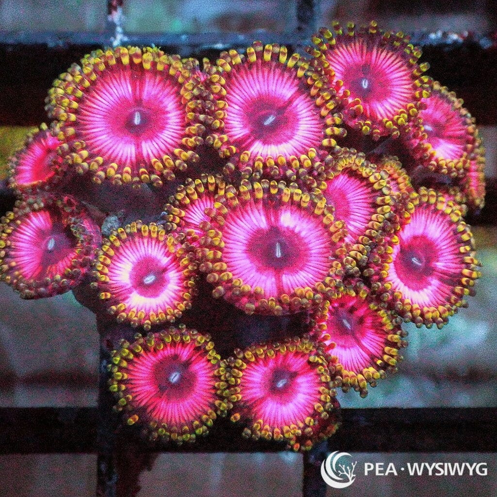 WYSIWYG Frag - Blonde Barbie Zoanthids