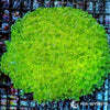 Ultra WYSIWYG Frogspawn - Bright Lime