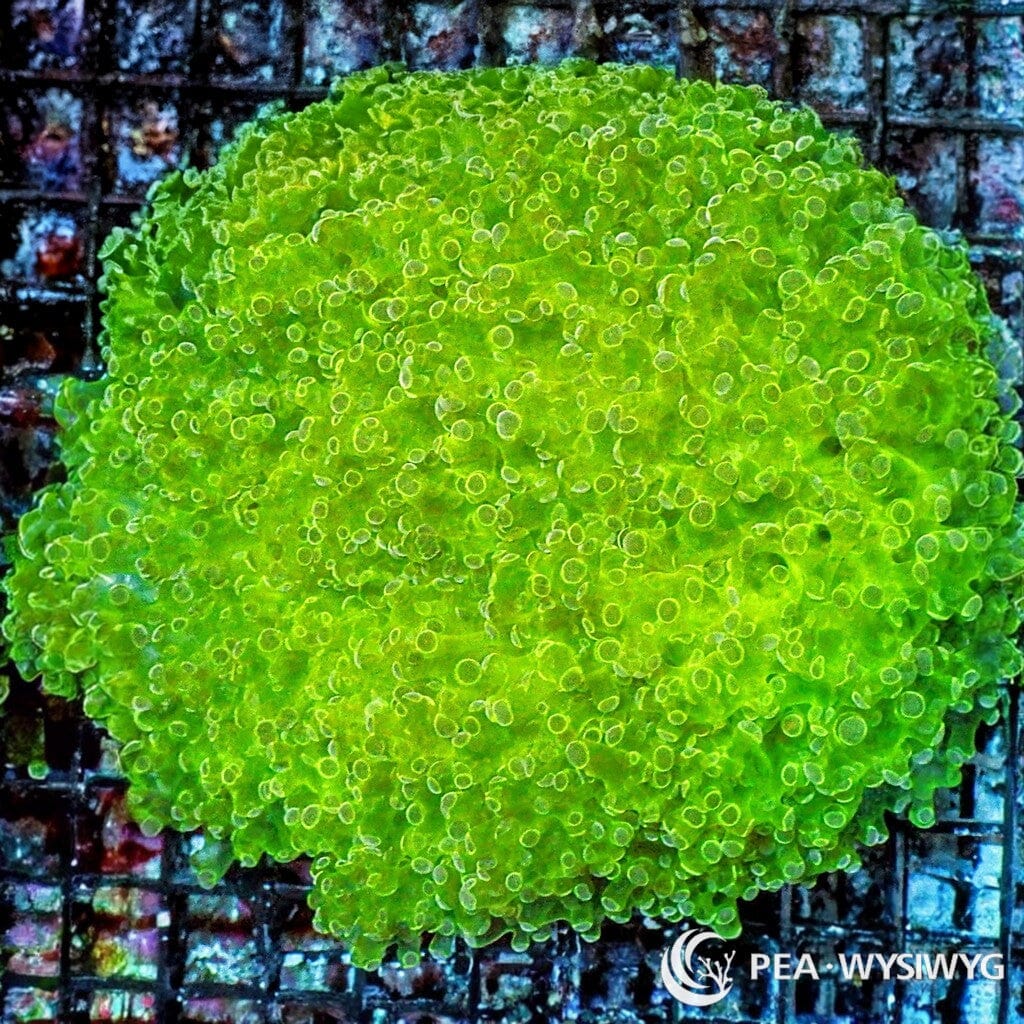 Ultra WYSIWYG Frogspawn - Bright Lime