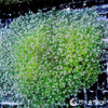 Ultra WYSIWYG Frogspawn - Violet Tip Green
