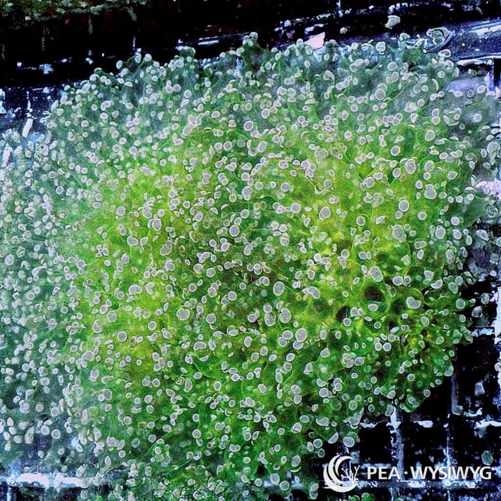 Ultra WYSIWYG Frogspawn - Violet Tip Green