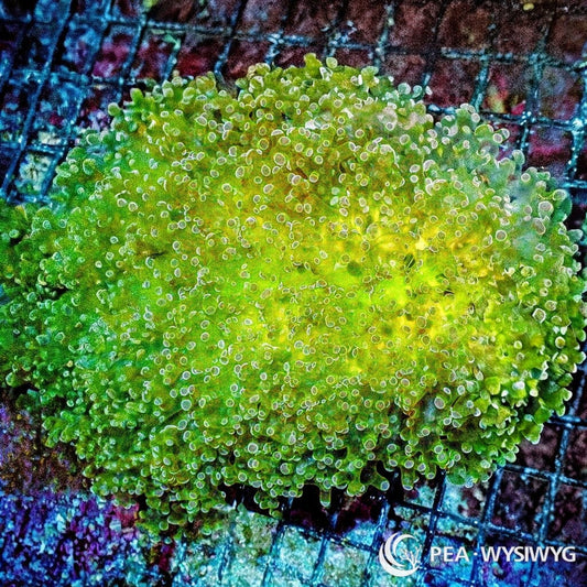 Ultra WYSIWYG Frogspawn - Yellow Belly Lime