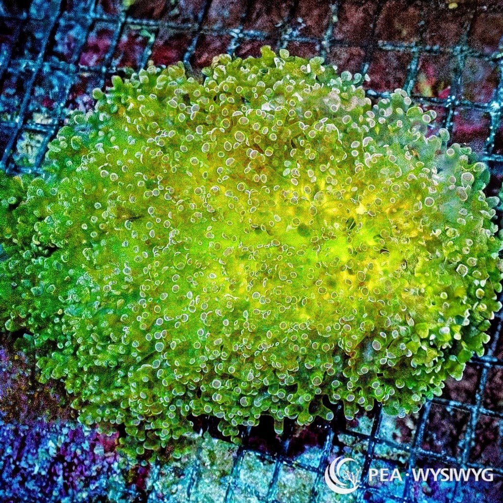 Ultra WYSIWYG Frogspawn - Yellow Belly Lime
