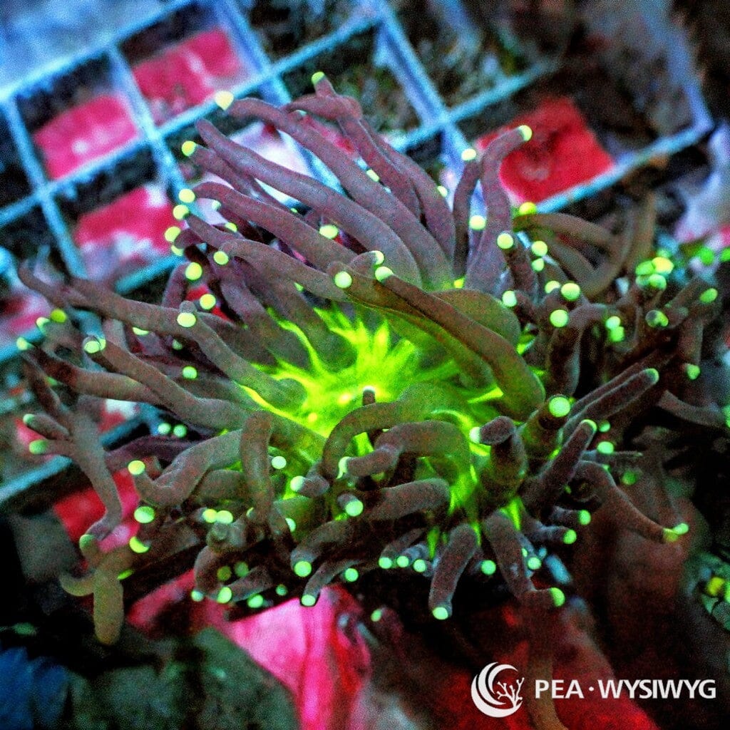 Ultra WYSIWYG Torch - Glowing Neon
