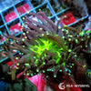 Ultra WYSIWYG Torch - Glowing Neon