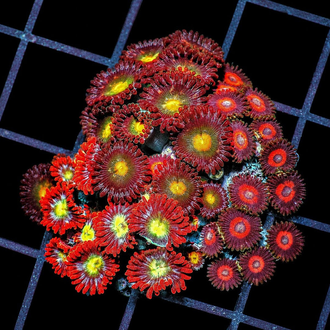 Ultra Zoanthid Combo Zoanthus sp. WYSIWYG coral with red yellow green and purple polyps