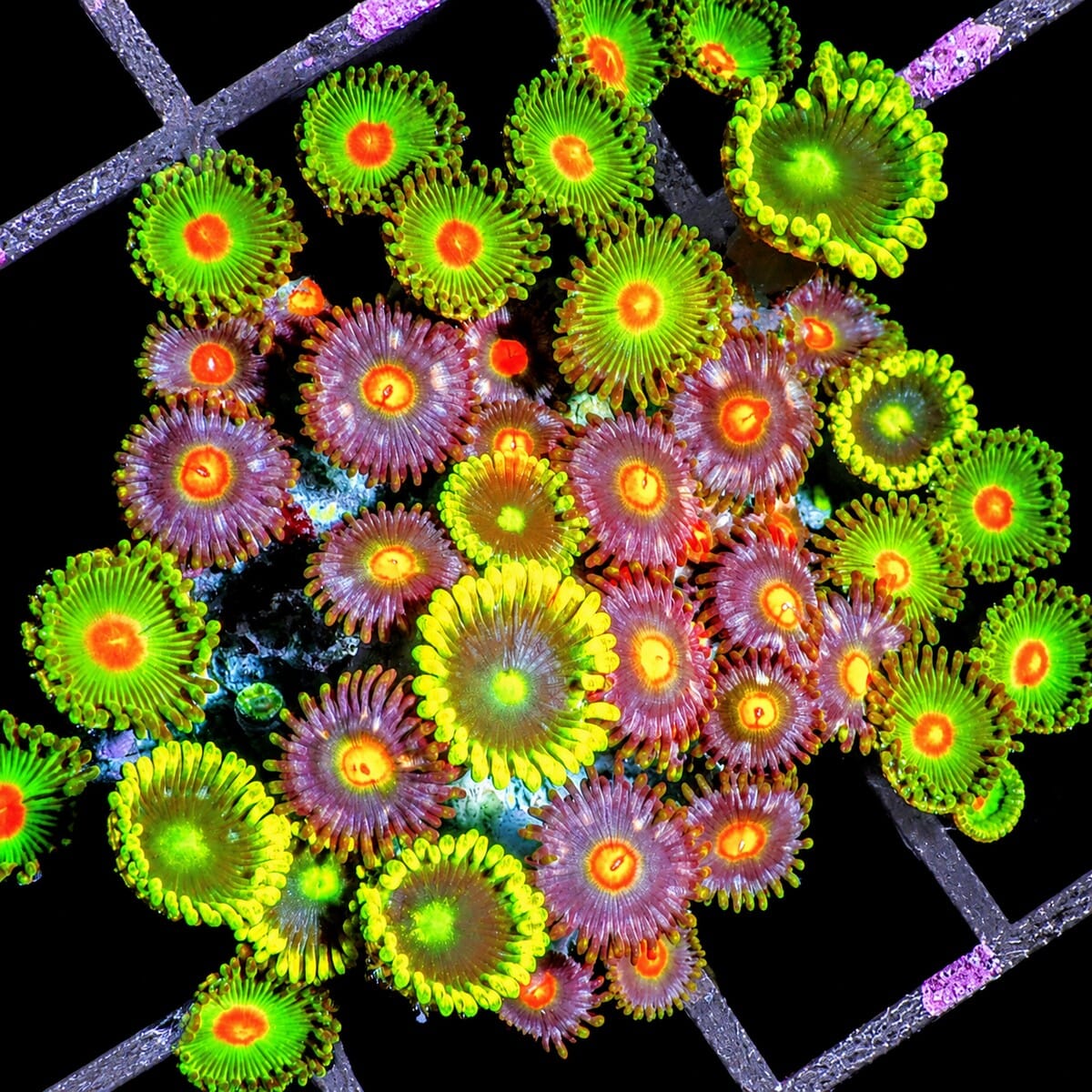 Ultra Rainbow Zoanthid Combo Zoanthus sp. WYSIWYG coral with green orange yellow and purple polyps