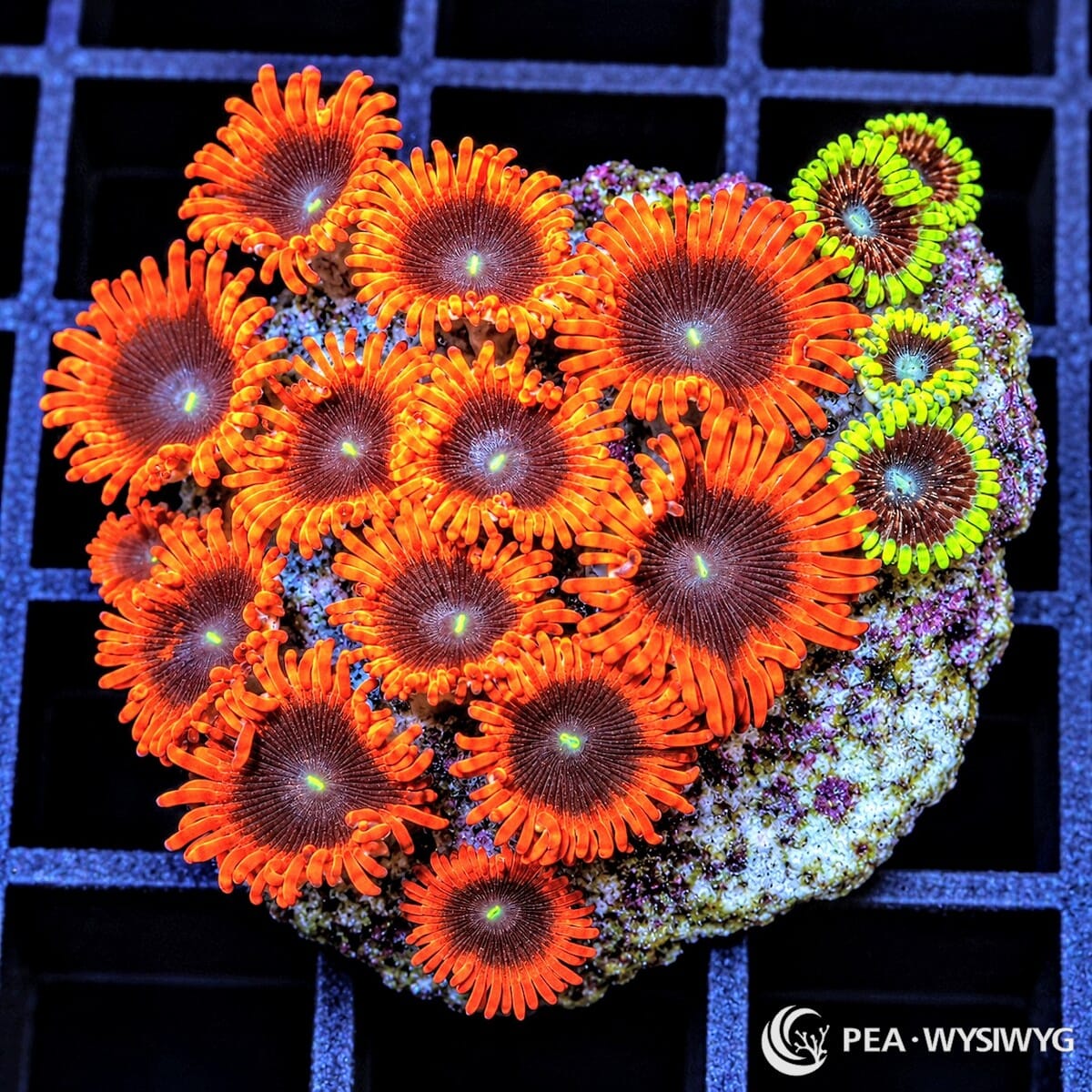 Ultra Zoanthid Combo Zoanthus sp. WYSIWYG coral with orange-red polyps, burgundy centers, fluorescent green mouths, and contrasting chartreuse zoanthids