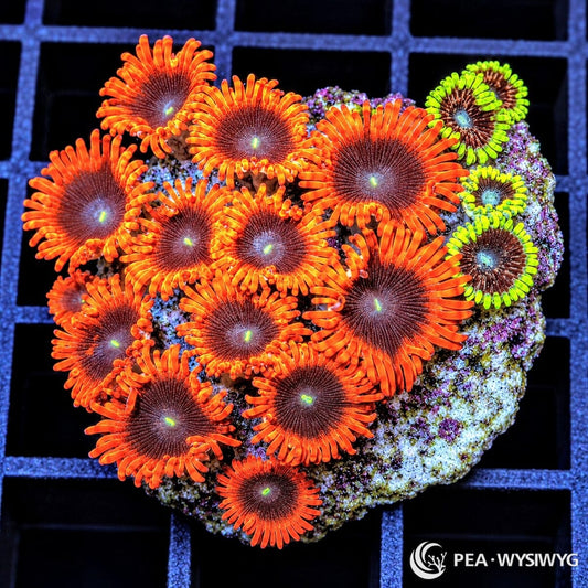 Ultra Zoanthid Combo Zoanthus sp. WYSIWYG coral with orange-red polyps, burgundy centers, fluorescent green mouths, and contrasting chartreuse zoanthids