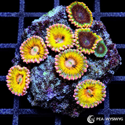 Ultra Zoanthid Combo Zoanthus sp. WYSIWYG coral with golden-yellow, pink, burgundy, orange, and green polyps