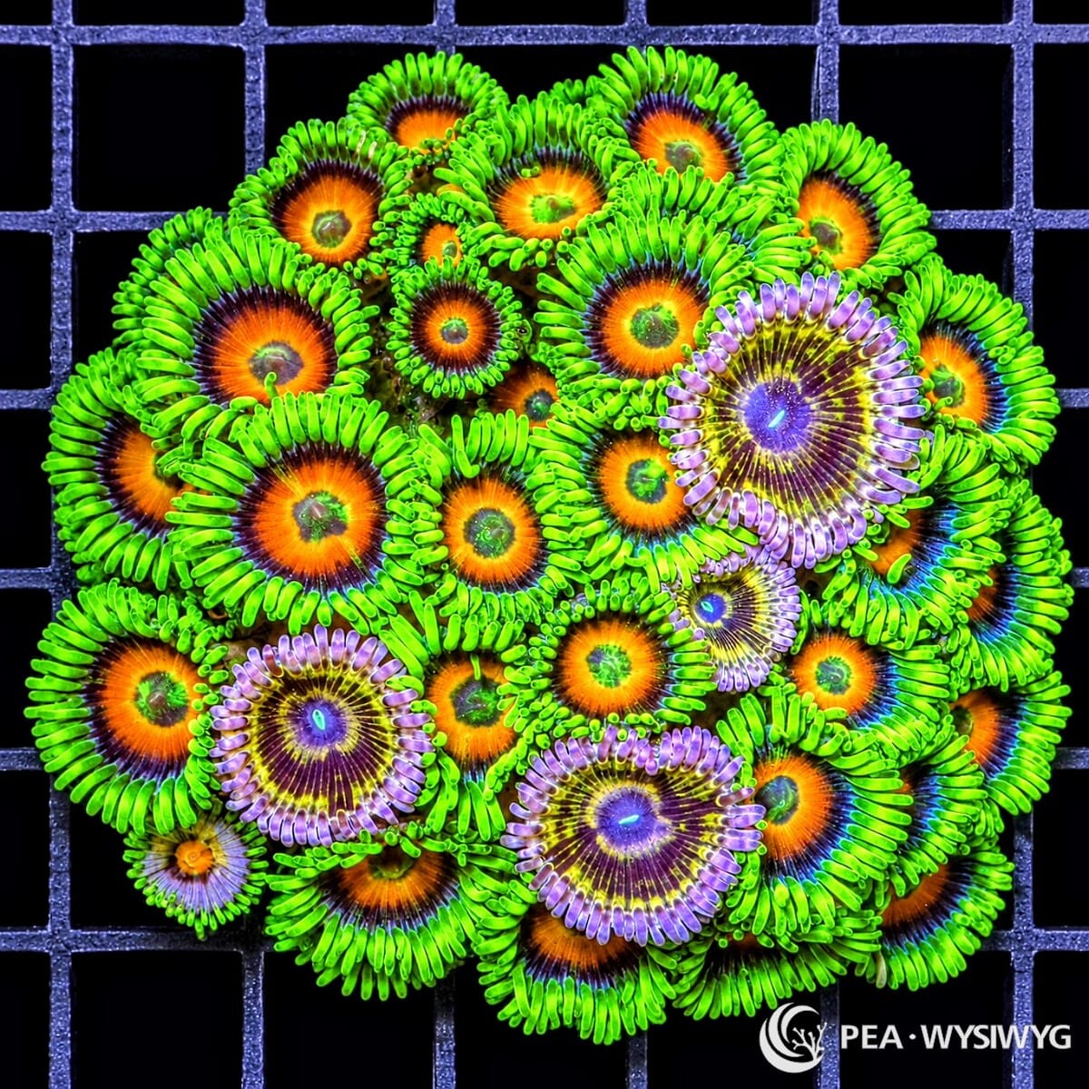 Ultra Zoanthid Combo Zoanthus sp. WYSIWYG coral with fluorescent green skirts, orange centers, blue-violet rings, and contrasting purple polyps