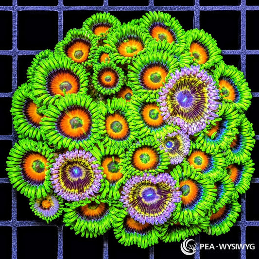 Ultra Zoanthid Combo Zoanthus sp. WYSIWYG coral with fluorescent green skirts, orange centers, blue-violet rings, and contrasting purple polyps