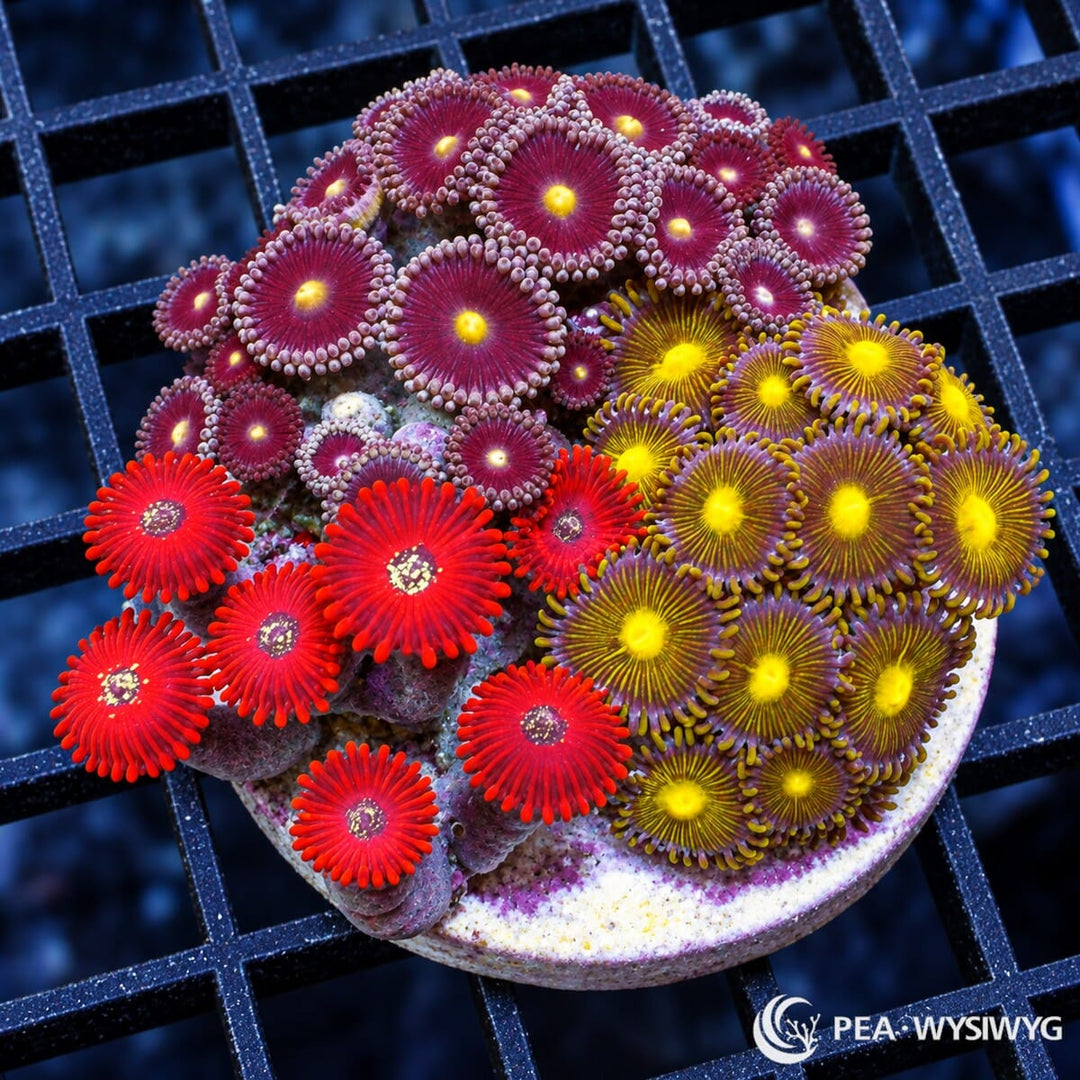 Ultra Zoanthid Combo Zoanthus spp. WYSIWYG colony with mixed red, burgundy, yellow, green, purple, and orange zoanthid color morphs