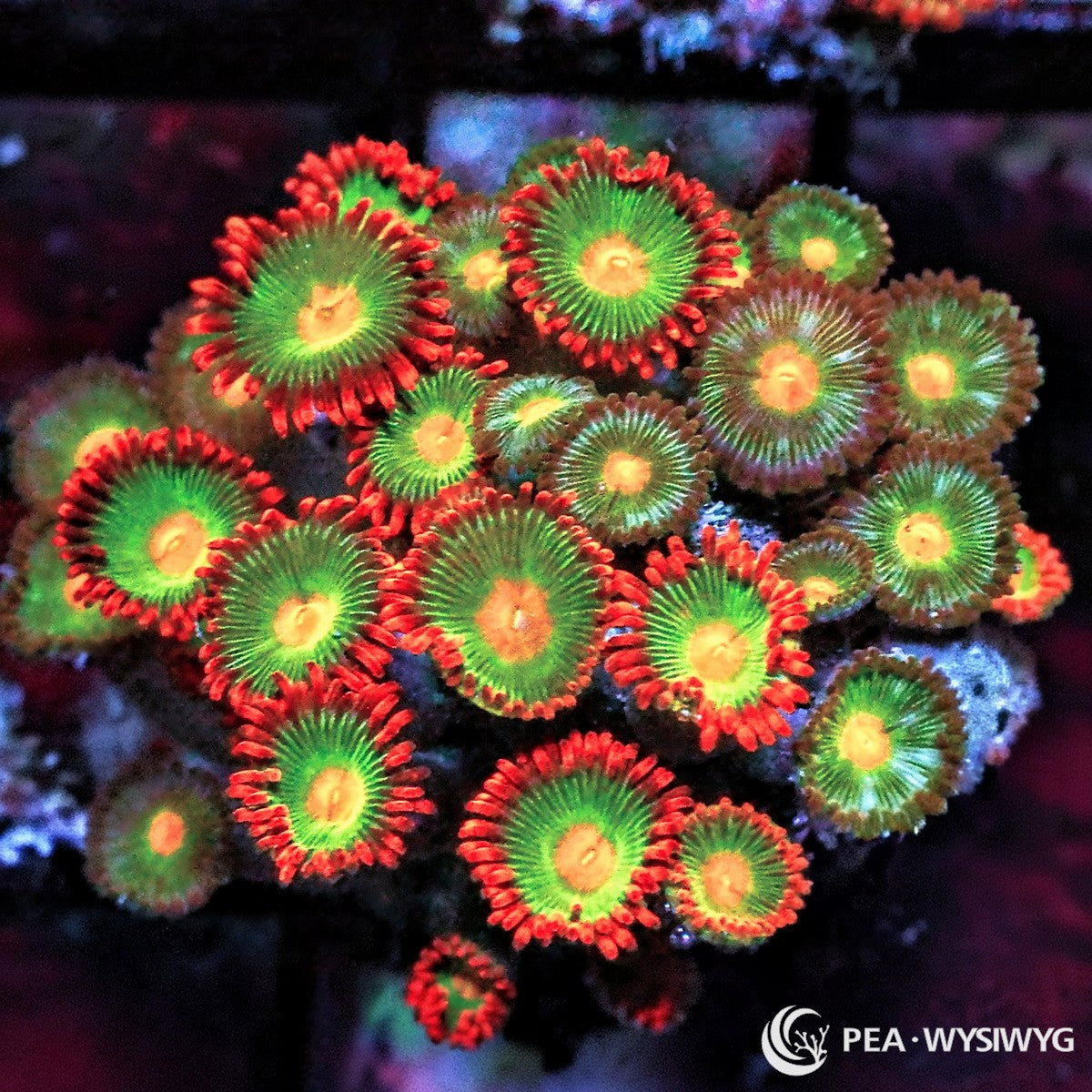 Ultra Zoanthid Combo Zoanthus species WYSIWYG premium soft coral frag