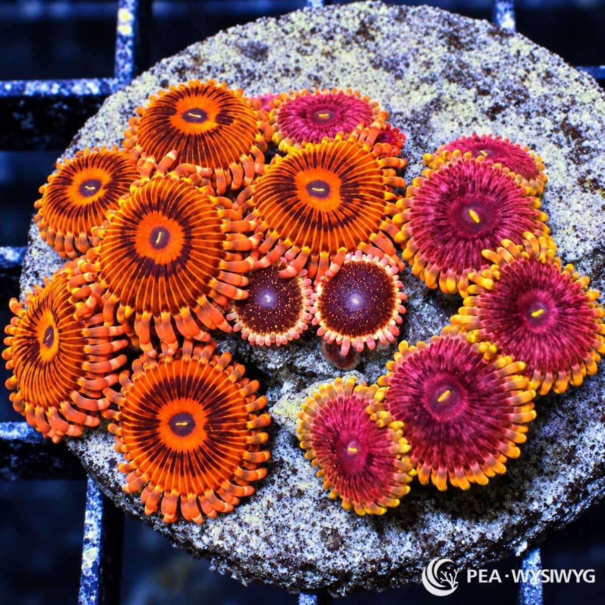 Ultra Zoanthid Combo Zoanthus sp. with orange and burgundy striped polyps, magenta-pink polyps, and contrasting yellow-orange skirts