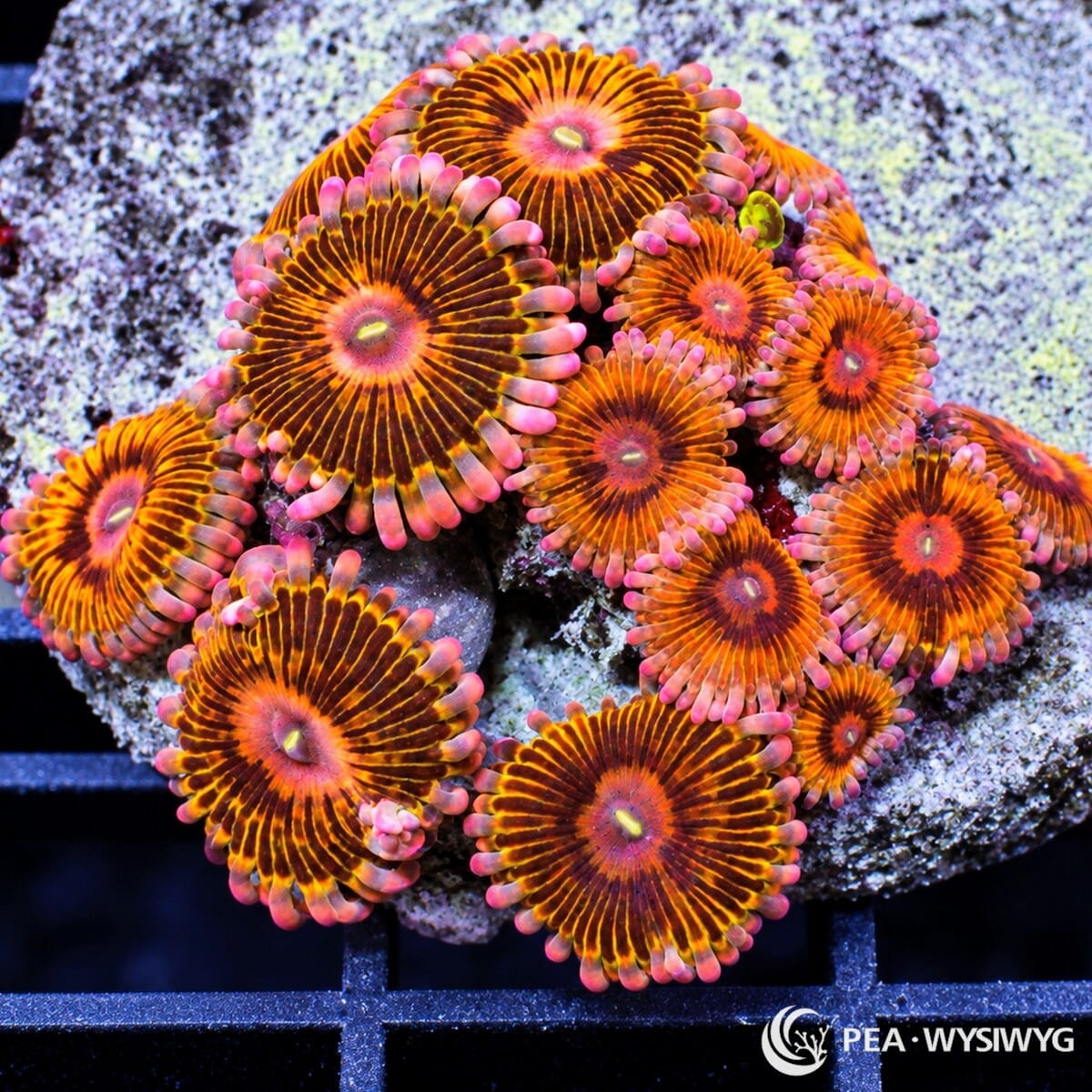 Ultra Zoanthid Combo Zoanthus sp. with orange-striped burgundy polyps, pink centers, and pink-lavender skirts
