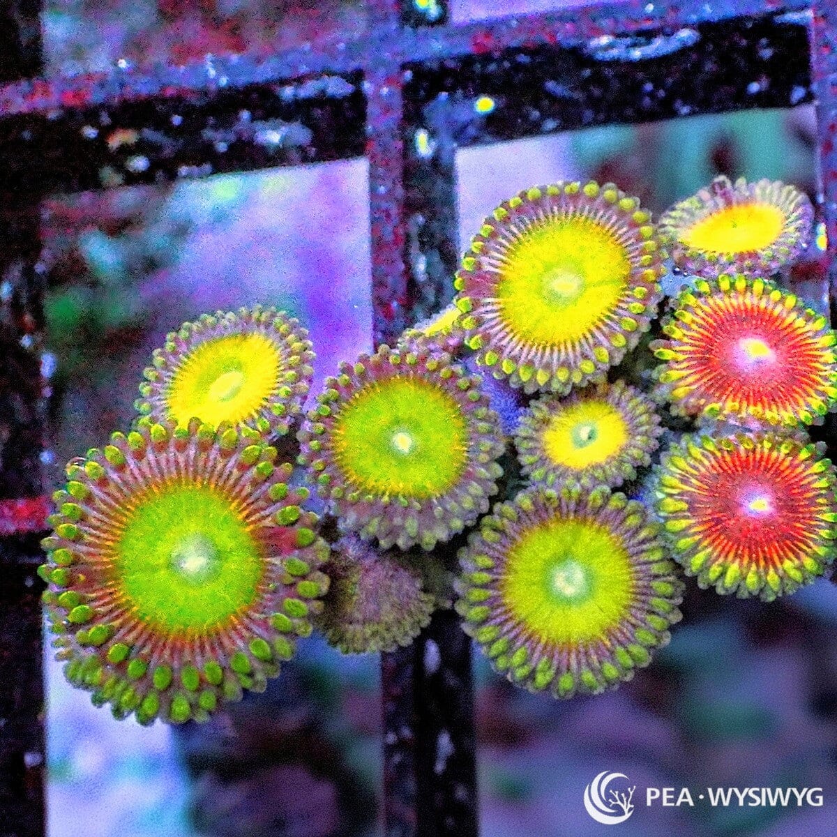 Ultra Zoanthid Combo Frag Zoanthus spp. WYSIWYG soft coral with yellow green and red polyps