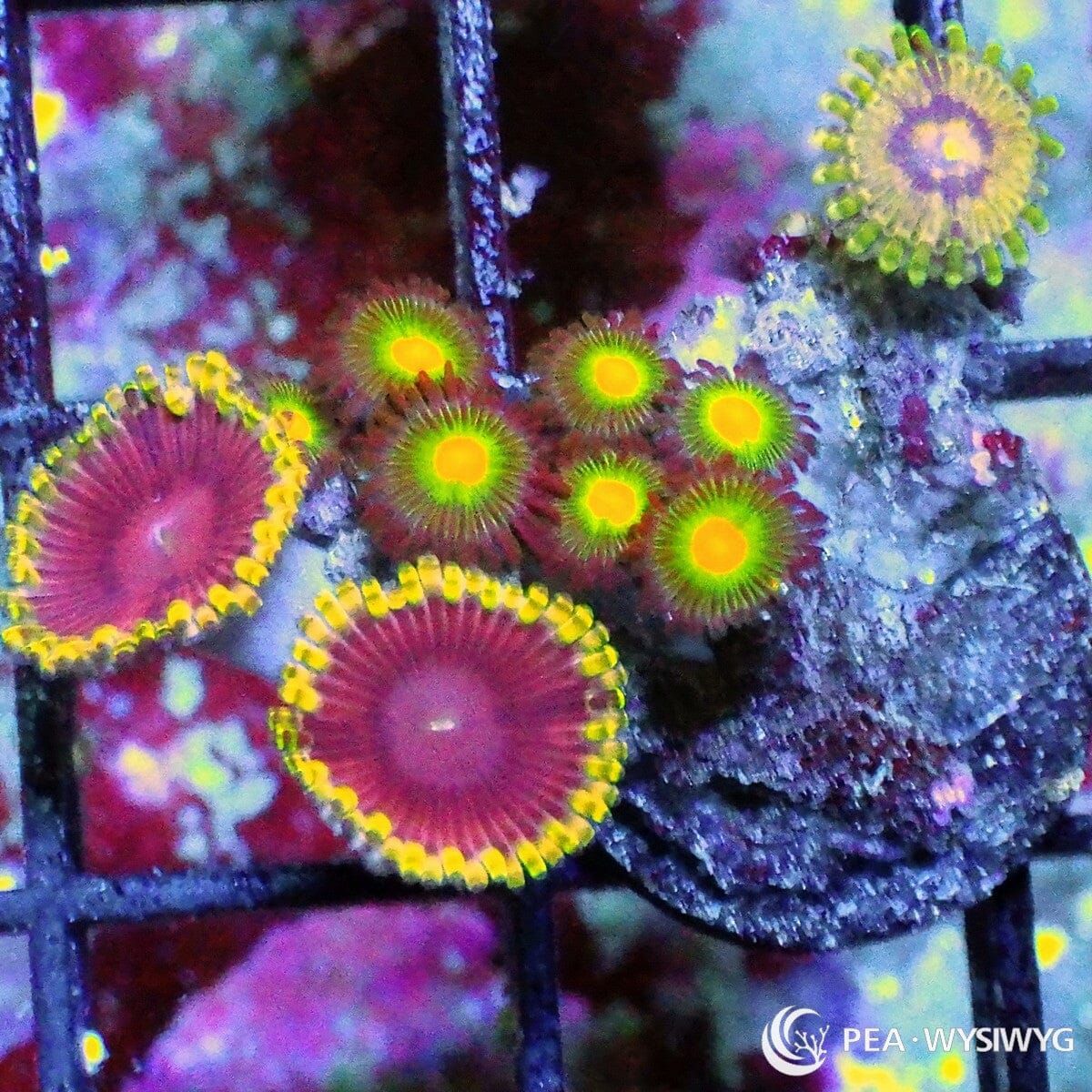 Ultra Zoanthid Combo frag with mixed bright zoanthids in yellow, green, purple, and orange, WYSIWYG under $25 zoa frag