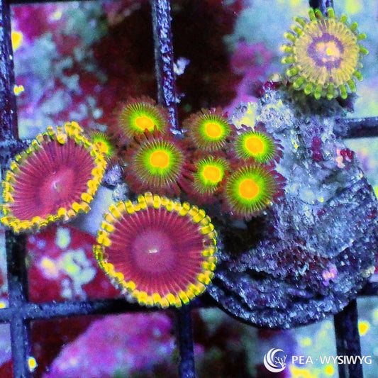 Ultra Zoanthid Combo frag with mixed bright zoanthids in yellow, green, purple, and orange, WYSIWYG under $25 zoa frag