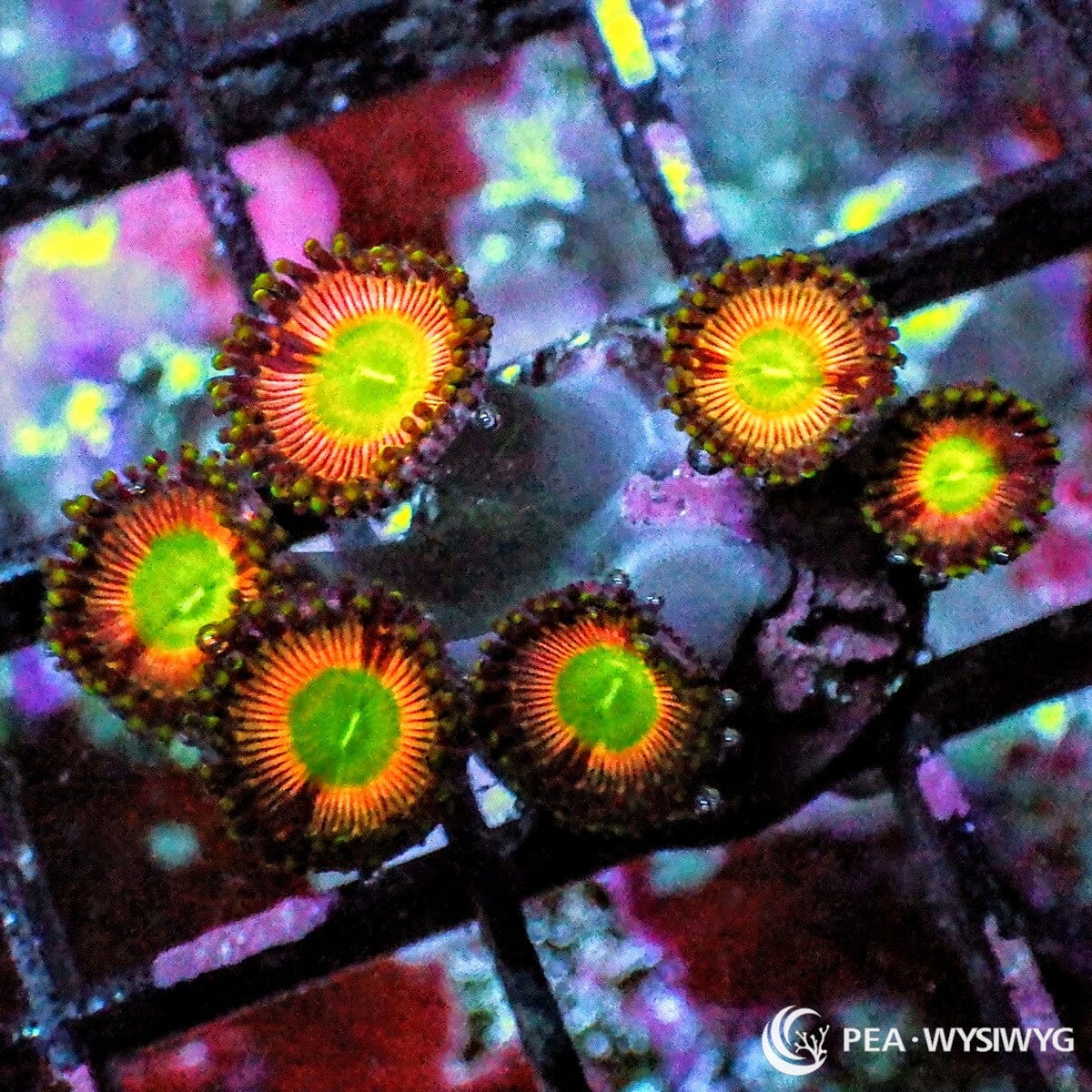 Ultra Zoanthids with green centers, orange rings, and dark skirts, WYSIWYG under $25 zoa frag from Pacific East Aquaculture