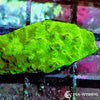 Under $25 WYSIWYG Splattered Astreopora 