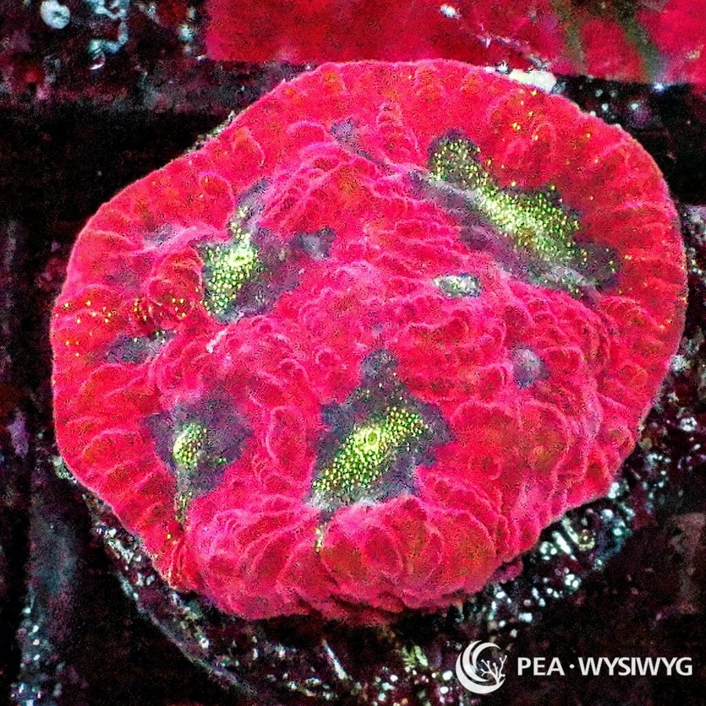 Under $25 WYSIWYG Strawberry Kiwi Favites