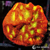 Under $25 WYSIWYG Jack O'Lantern Leptoseris