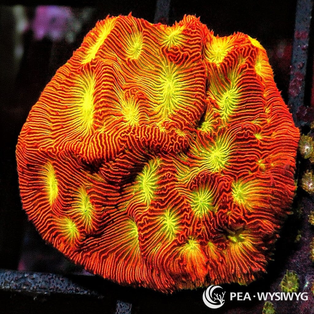 Under $25 WYSIWYG Jack O'Lantern Leptoseris