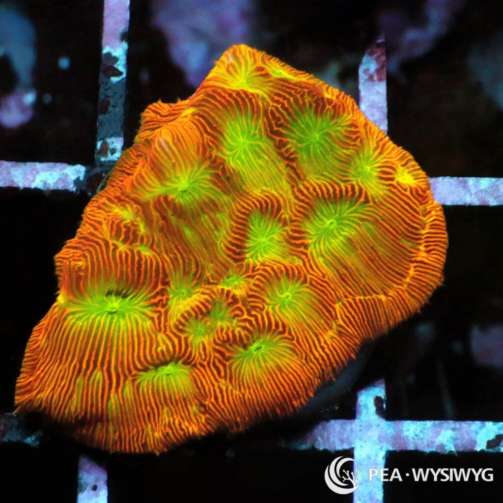 Under $25 WYSIWYG Neon Leptoseris