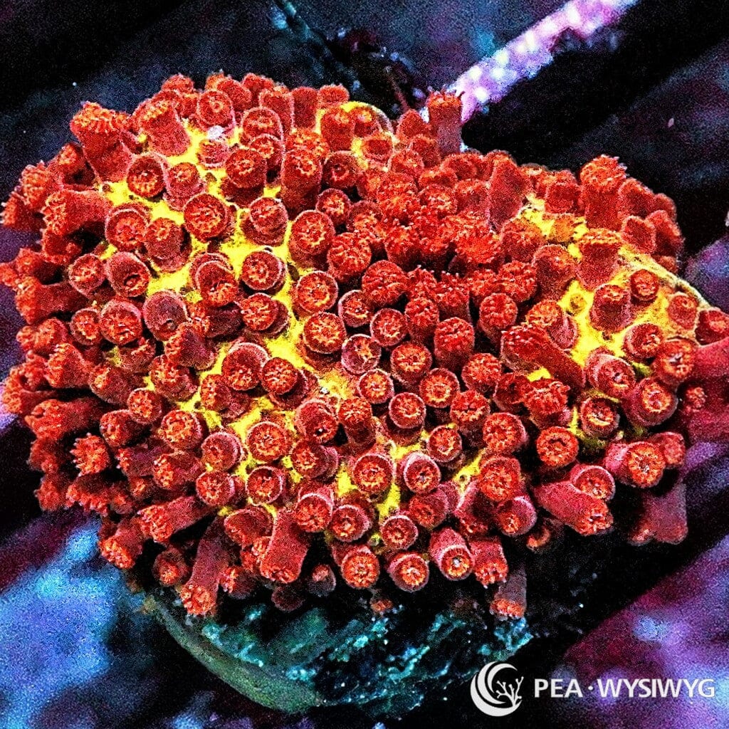 Under $25 WYSIWYG Burning Banana Stylocoeniella