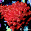 Under $25 WYSIWYG Red Hot Lava Cyphastrea