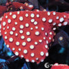 Under $25 WYSIWYG Strawberry Cyphastrea