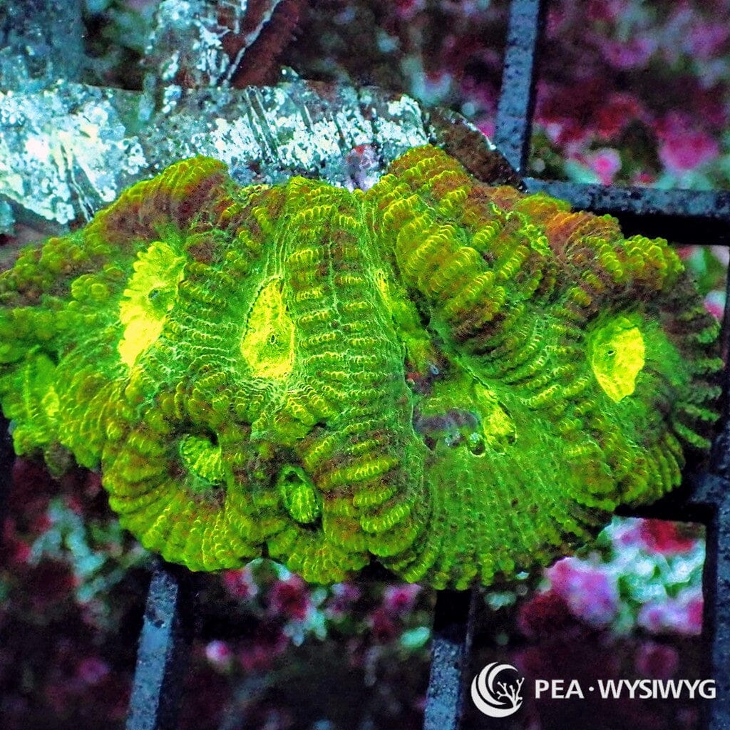 Under $25 WYSIWYG Yellow Eye Green Favia