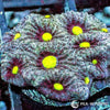 Under $25 WYSIWYG Owl Eye War Coral Favites