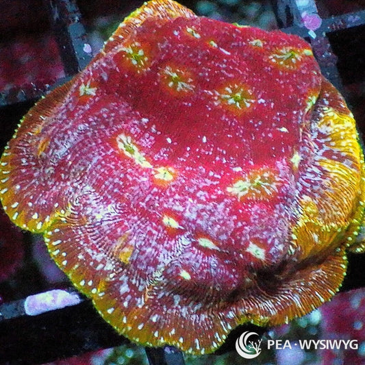 Under $25 WYSIWYG Klepto Leptoseris