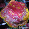 Under $25 WYSIWYG Klepto Leptoseris