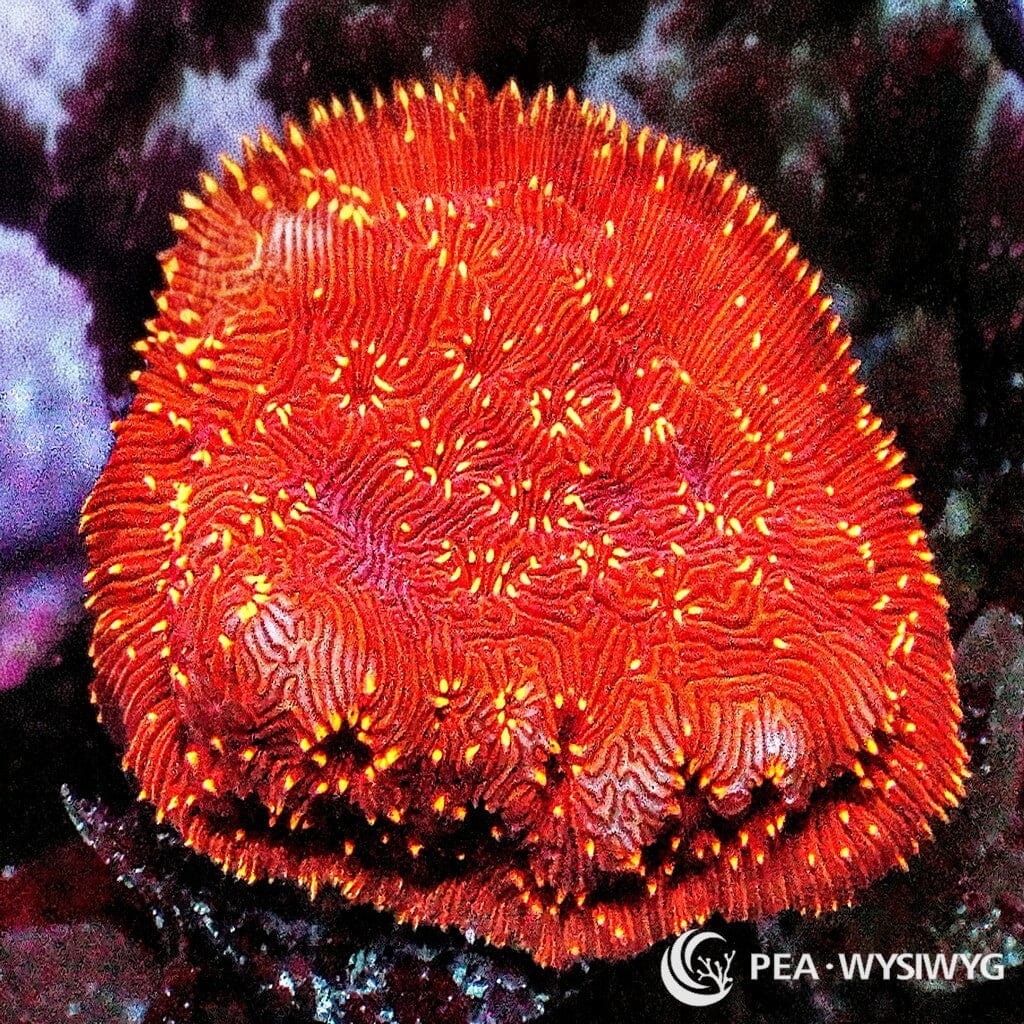 Under $25 WYSIWYG Metallic Orange Pavona maldivensis