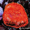 Under $25 WYSIWYG Metallic Orange Pavona maldivensis