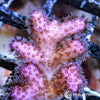 Under $25 WYSIWYG Pink Pocillopora