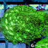Under $25 WYSIWYG Hairy Green Psammacora