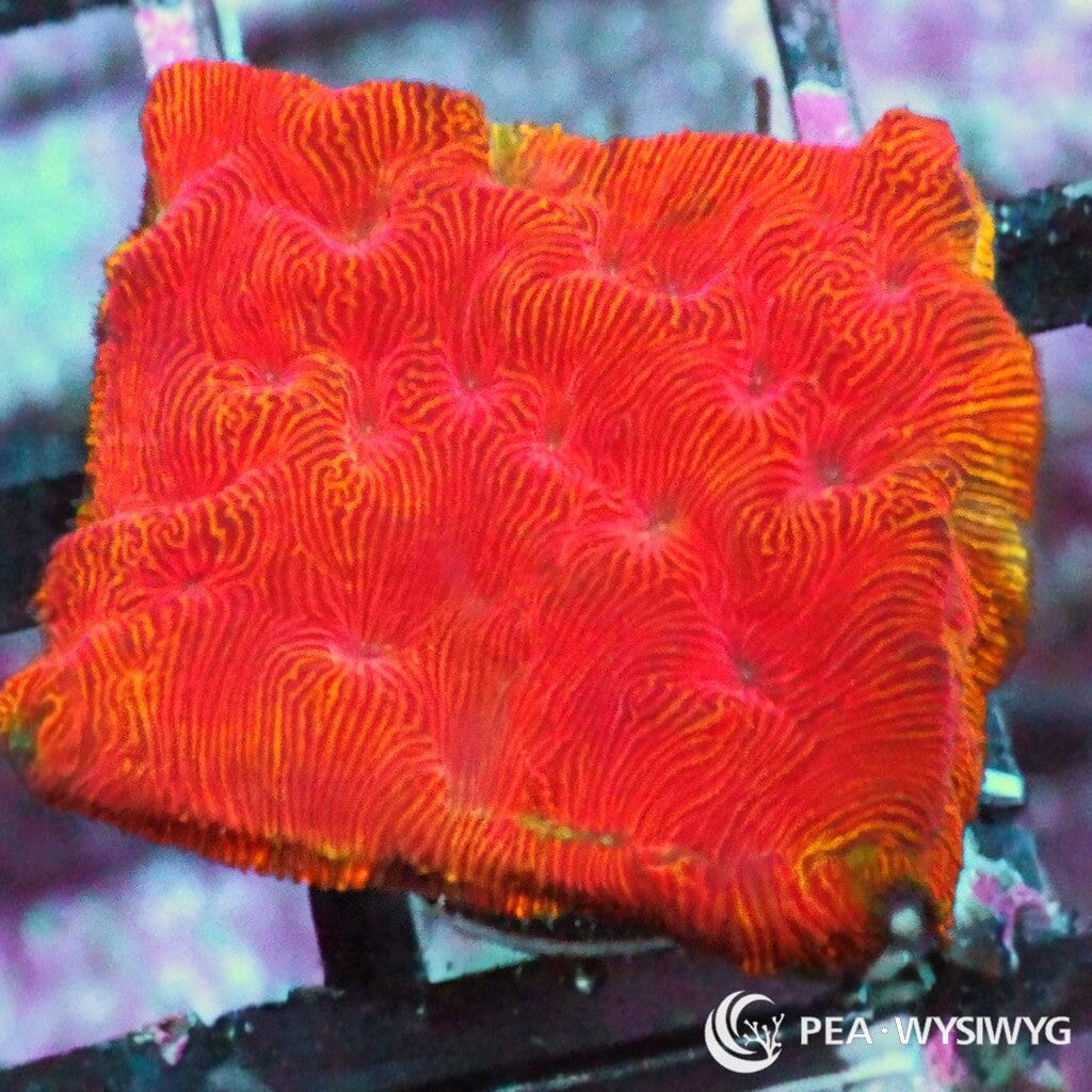 Under $25 WYSIWYG Blood Orange Psammacora