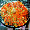 Under $25 WYSIWYG Orange Rhodactis Mushroom