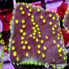 Under $25 WYSIWYG Neon Polyp Scrolling Turbinaria